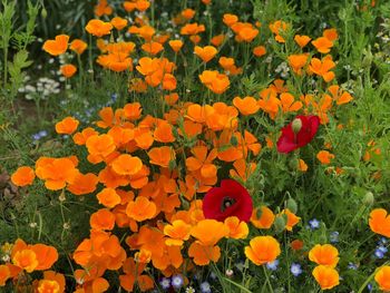 High angle view of orange flowering plants on field