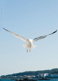 Seagull flying over the sea against clear sky