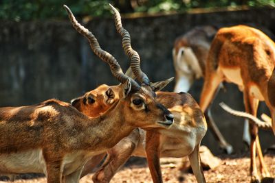 Deer in a field