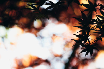 Low angle view of tree branch against sky