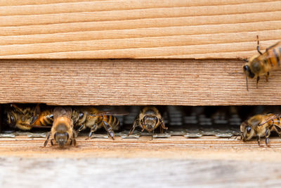 Close-up of bee on wood