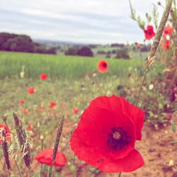 Close-up of red poppy blooming on field