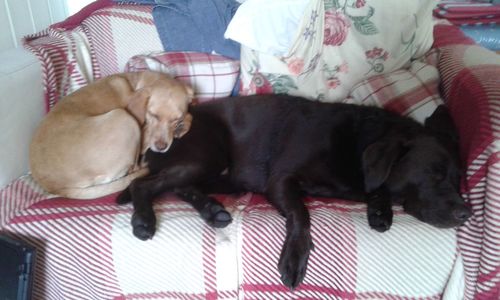 Close-up of dog sleeping on bed