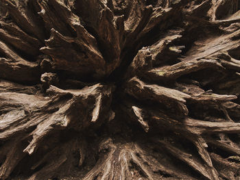 Full frame shot of tree trunk