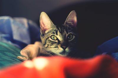 Portrait of cat relaxing on bed at home