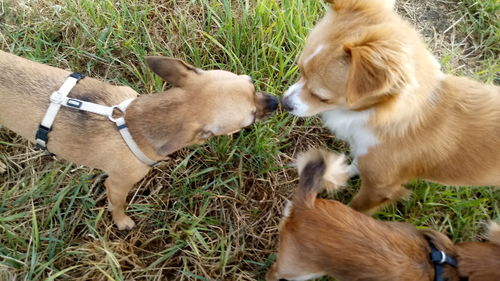 High angle view of two dogs on field