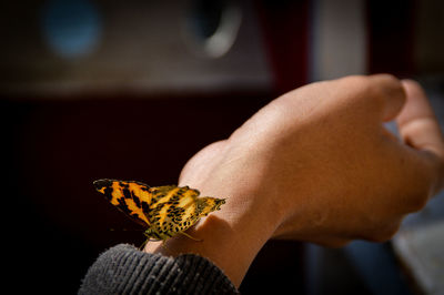Close-up of a butterfly on human hand