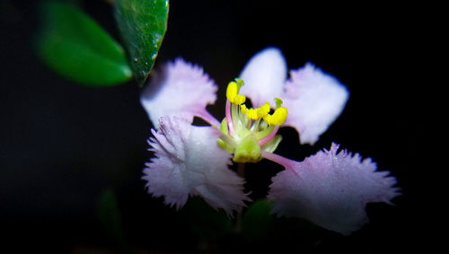 Close-up of honey bee on yellow flower