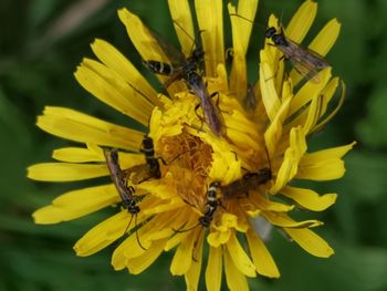 Close-up of insect on yellow flower