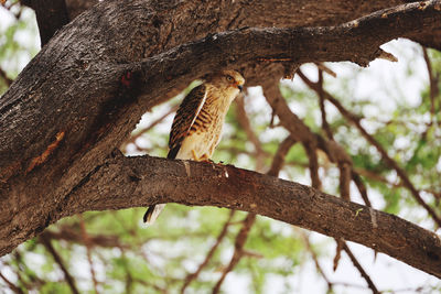 Close-up of bird perching on tree