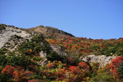 Low angle view of trees on mountain against clear blue sky