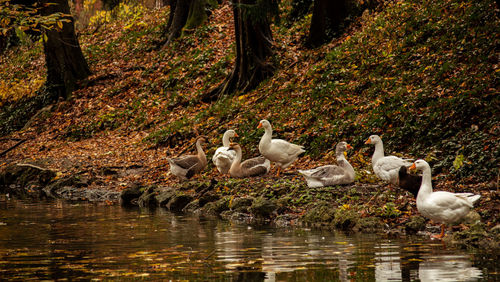 Ducks in a lake