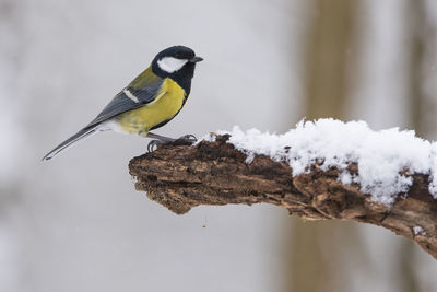 Bird perching on a snow