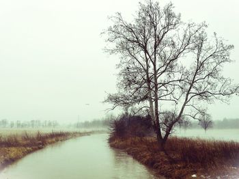 Bare trees on field in foggy weather