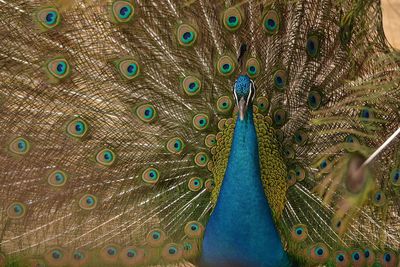 Close-up of peacock