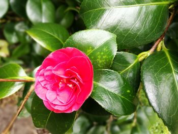 Close-up of pink flower