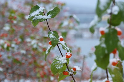 Close-up of plant growing outdoors