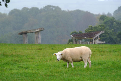 Sheep grazing in a field