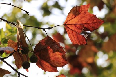 Close-up of dry autumn leaves