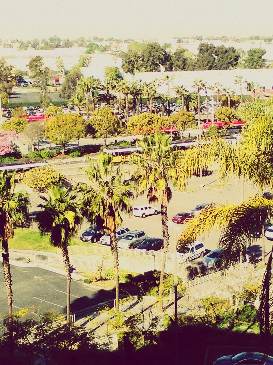 tree, water, growth, nature, tranquility, sea, beauty in nature, plant, tranquil scene, green color, beach, scenics, incidental people, grass, sunlight, outdoors, transportation, day, park - man made space, palm tree