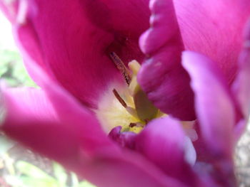 Close-up of pink flower