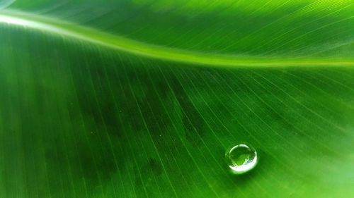 Full frame shot of green leaf