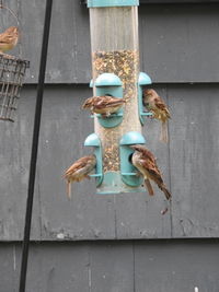 Birds at the bird feeder