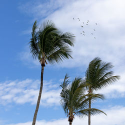 Low angle view of coconut palm tree against sky