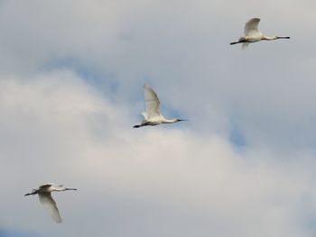 Low angle view of spoonbills flying in sky