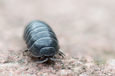 Close-up of an animal