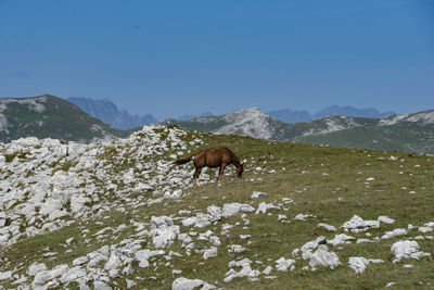 View of a horse on field against mountain