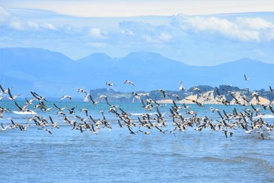 Flock of birds flying over sea against blue sky