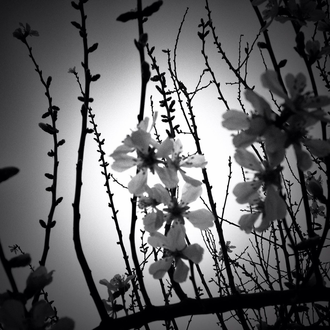 branch, low angle view, flower, tree, growth, nature, freshness, fragility, clear sky, day, twig, sky, built structure, outdoors, beauty in nature, no people, close-up, architecture, cherry blossom, blossom