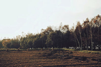 Trees growing on field against sky