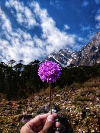 Close-up of hand holding purple flowering plant against sky