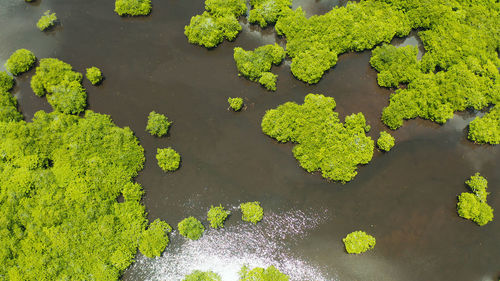 Mangrove trees in the water on a tropical island. an ecosystem in the philippines, a mangrove forest