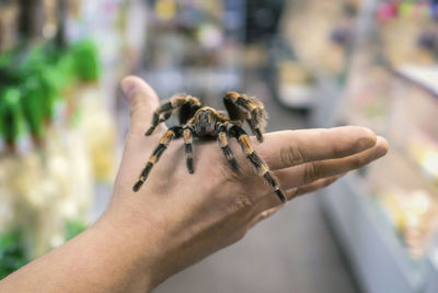 Close-up of hand holding insect