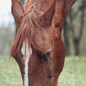 Brown horse grazing in the meadow