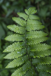 Close-up of fern leaves