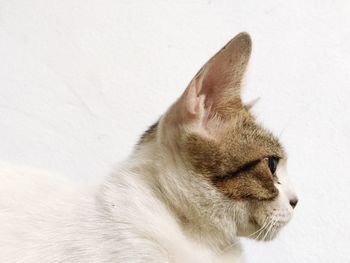 Close-up of a cat looking away