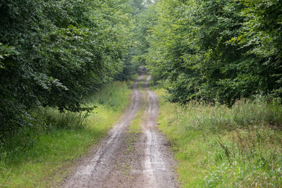 Road passing through forest