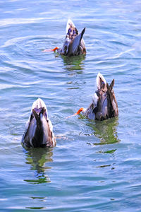 View of duck swimming in lake