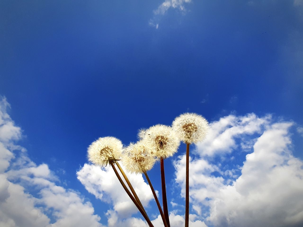 sky, cloud - sky, low angle view, plant, day, flower, nature, blue, beauty in nature, dandelion, no people, freshness, fragility, flowering plant, vulnerability, growth, sunlight, outdoors, tranquility, close-up, flower head, softness, dandelion seed