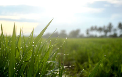 Wet grass on field during rainy season