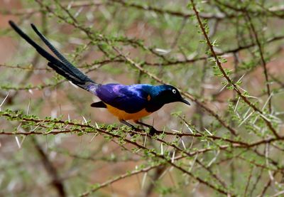 Close-up of bird perching on branch