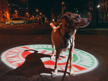 Dog looking away in city