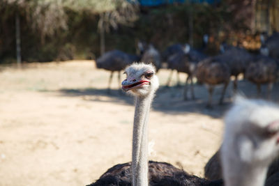 Ostriches on field