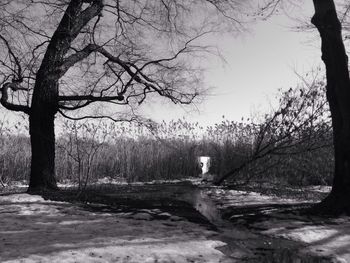 Bare trees in forest