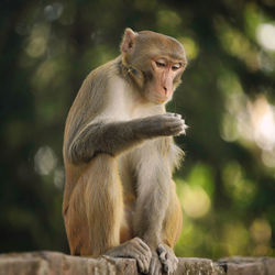 Monkey sitting on tree