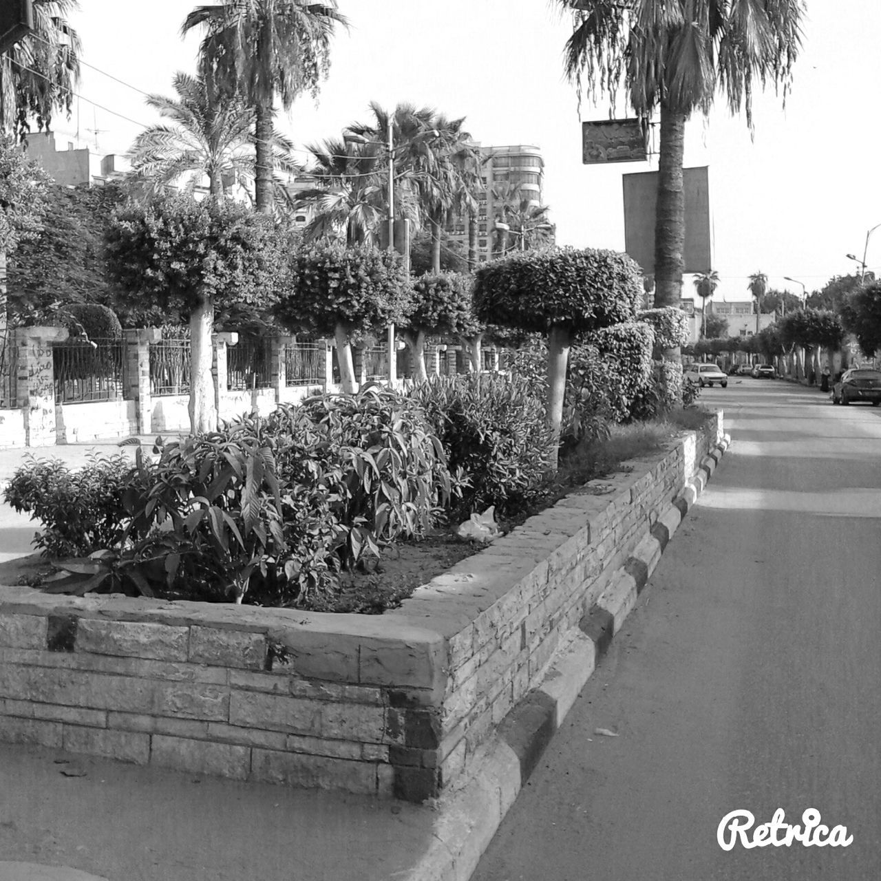 building exterior, architecture, built structure, tree, street, road, text, city, palm tree, clear sky, western script, the way forward, communication, day, building, outdoors, incidental people, transportation, sunlight, sky